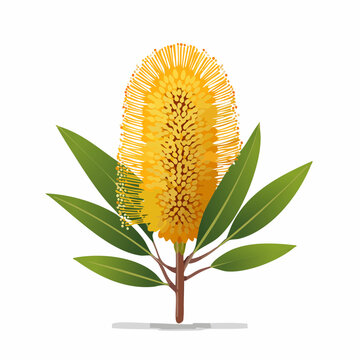 Yellow banksia flower with green leaves