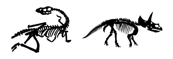Dinosaur fossil skeletons of raptor and triceratops species isolated on white background. © Yusra