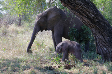 Fototapeta premium Afrikanischer Elefant / African elephant / Loxodonta africana