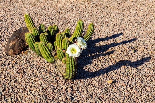 Argentine Giant cactus (Echinopsis candicans) with large, striking white flowers in spring bloom in desert environment