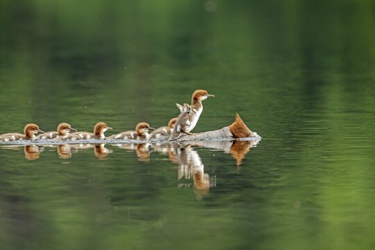 Common mergansers (mergus merganser), female chasing and carrying babies on her back, La Mauricie national park, province of Quebec, Canada,