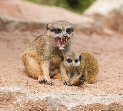 Meerkats (Suricata suricatta), adult and young, captive, Thuringia, Germany