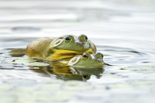 Bull frogs. Lithobates catesbeianus. Bull frogs mating. La Mauricie national park. Province of Quebec. Canada