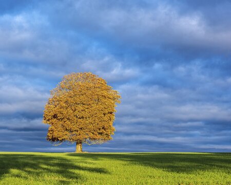 Solitary horse chestnut tree in autumn in the morning light, green field with winter seeds, dramatic stormy clouds, Burgenlandkreis, Saxony-Anhalt, Germany
