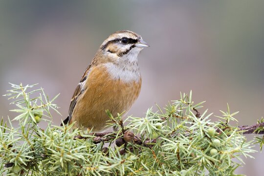Rock Bunting (Emberiza cia), Tyrol, Austria