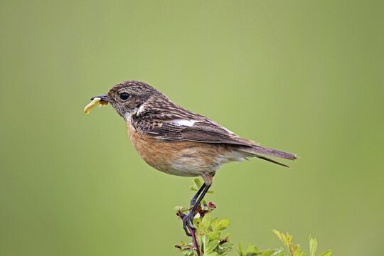 African stonechat (Saxicola rubicola), female with a caterpillar, Burgenland, Austria, Europe