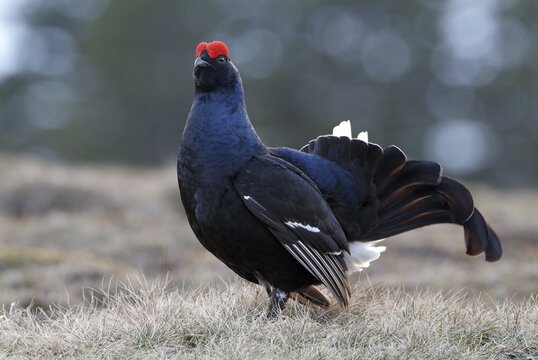 Black Grouse or Blackgame (Lyrurus tetrix or Tetrao tetrix), Ladiz-Alm, Karwendel Range, Tyrol, Austria, Europe