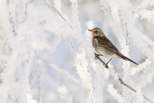 Juniper thrush (Turdus pilaris), Schlitters, Tyrol, Austria