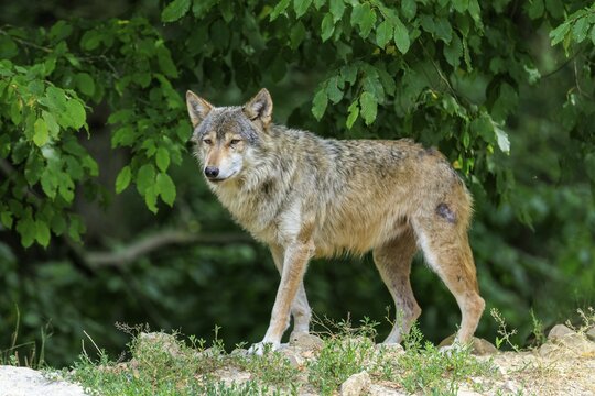 A wolf stands vigil in an overgrown area under trees, Timberwolf, wolf, American wolf, (Canis lupus lycaon), Germany