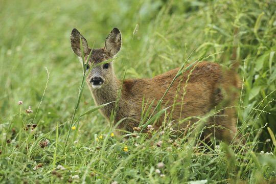 European roe deer (Capreolus capreolus) fawn in summer meadow, Lower Austria, Austria