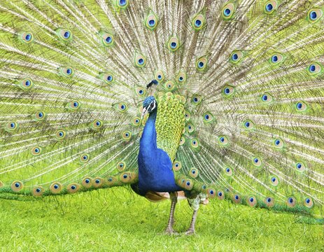 Blue Peafowl (Pavo cristatus), courting cock with fan, Bavaria, Germany