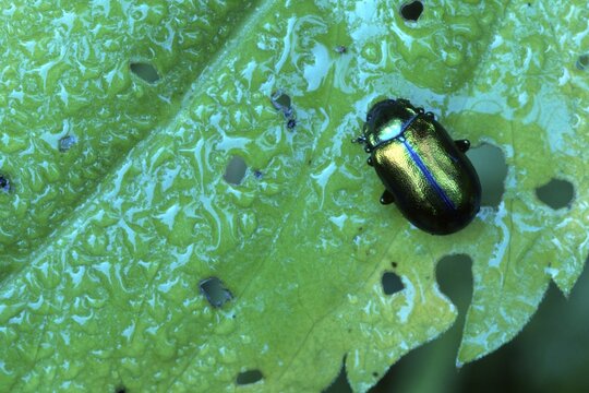 Dead-nettle Leaf Beetle (Dlochrysa fastuosa)