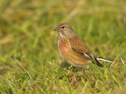 Common Linnet (Carduelis cannabina), Texel, West Frisian Islands, province of North Holland, Holland, The Netherlands