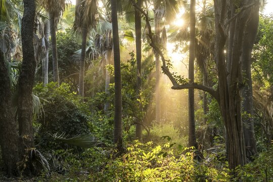 Sunbeams in the jungle, Bijilo Forest Park, Bijilo, Gambia, West Africa