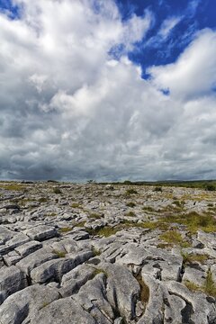 Bizarrely shaped limestone slabs on the hillside, karst landscape, Burren National Park, County Clare, Ireland