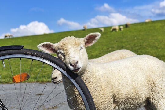 Confident sheep on a cycle tour along the dyke, Westerhever, Eiderstedt, North Frisia, Schleswig-Holstein, Germany