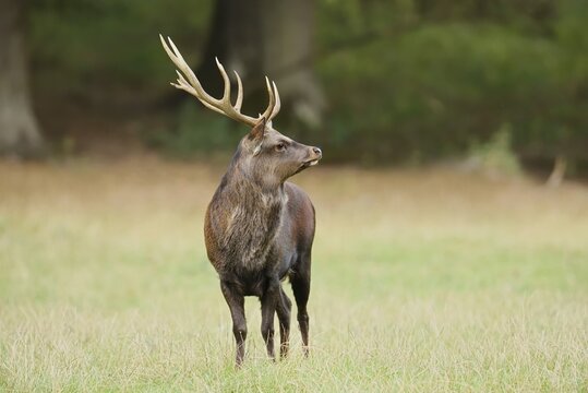 Sika deer (Cervus nippon) in autumn, Sauerland, North Rhine-Westphalia, Germany, naturalised species