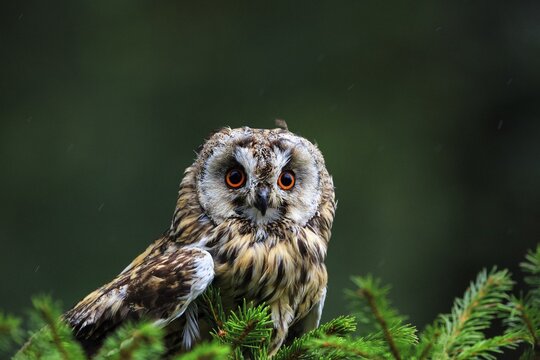 Long-eared owl (Asio otus) in Neuhaus Wildlife Park, Neuhaus im Solling, Solling-Vogler nature park Park, Lower Saxony, Germany