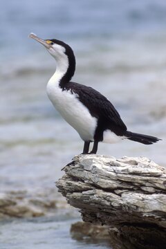 Pied Cormorant (Phalacrocorax varius), South Island, New Zealand