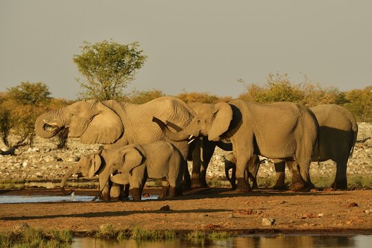 Herd of elephants (Loxodonta africana) at a waterhole in the evening sun, Etosha National Park, Namibia