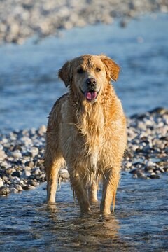 Golden Retriever, Tagliamento braided river, Forgaria nel Friuli, Udine province, Italy