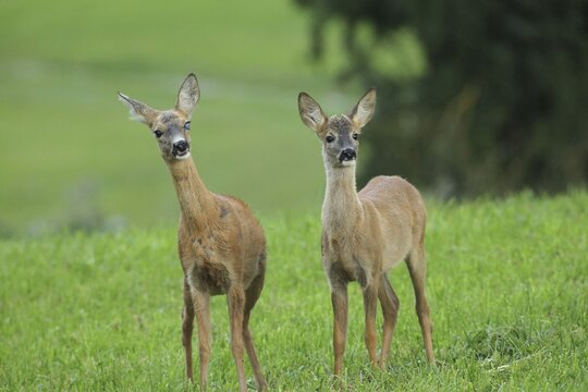 Roe deer (Capreolus capreolus) doe and fawn secure in the meadow, doe with eye injury, Allg&auml;u, Bavaria, Germany, Allg&auml;u, Bavaria, Germany