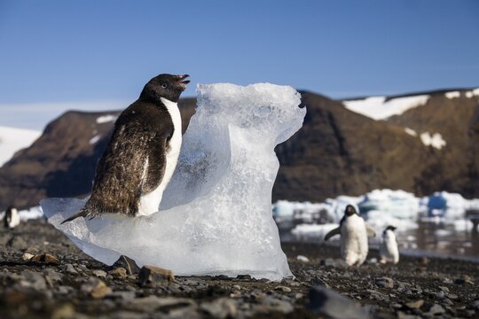 Young Ad&eacute;lie Penguin (Pygoscelis adeliae) moulting and eating ice, Devil Island, Weddell Sea, Antarctica