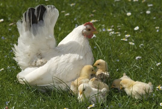 Japanese Bantam or Chabo hen with chicks, Schwaz, Tyrol, Austria, Europe