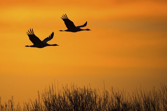Flying Common cranes (grus grus) in front of orange morning sky, sunrise, migratory bird, V&auml;sterg&ouml;tland, Sweden
