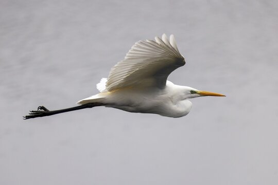 Elegant, white bird in flight with spread wings against a grey background, Great White Egret (Ardea alba, Syn.: Casmerodius albus, Egretta alba), wildlife, Germany