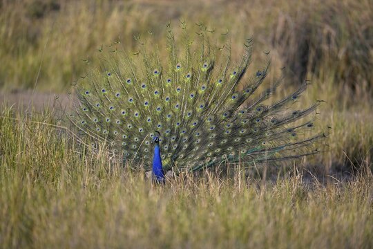 Indian peacock (Pavo scalloped ribbonfish), Corbett National Park, near Ramnagar, Uttarakhand State, India
