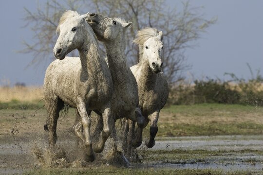 Camargue horses gallopping through water, Camargue, Southern France, Europe