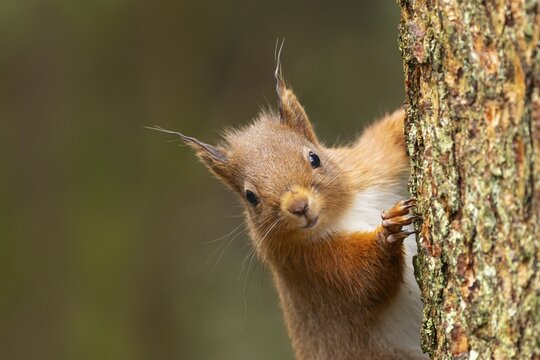Red squirrel (Sciurus vulgaris) adult animal on a pine tree trunk in a forest, Yorkshire, England, United Kingdom