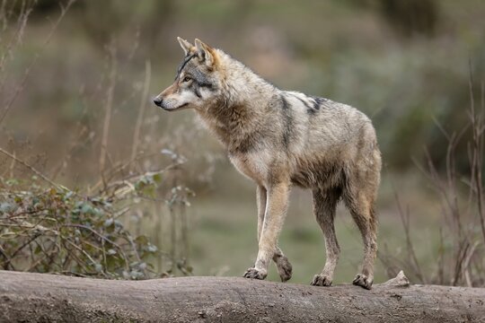 European gray wolf (Canis lupus) standing on a tree trunk, captive