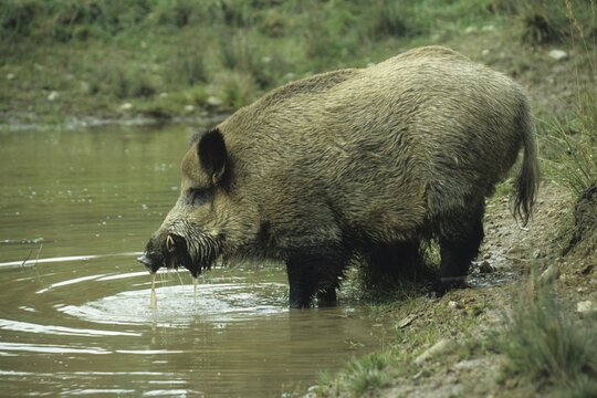 Wild Boar (Sus scrofa) at the water's edge