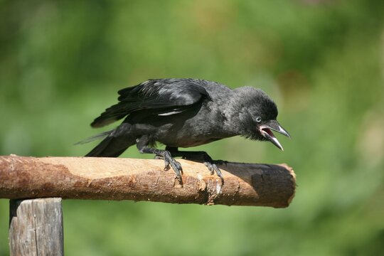 Jackdaw (Corvus monedula), young bird begging for food