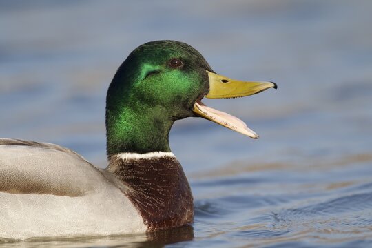 Mallard (Anas platyrhynchos), drake, calling with open beak, Norfolk, United Kingdom