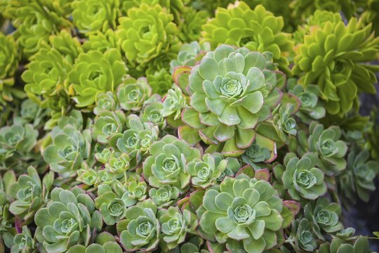 Echeveria (Echeveria sp.), succulent, The Lost Gardens of Heligan, Cornwall, England, United Kingdom