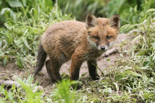 Red Fox (Vulpes vulpes), fox pup, circa 7 weeks, outside the den, Allg&auml;u, Bavaria, Germany