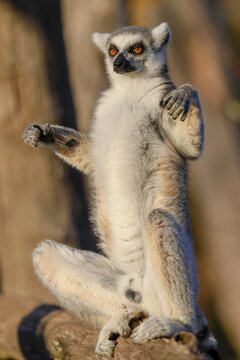 Ring-tailed lemur (Lemur catta), sits in sun, captive, Germany