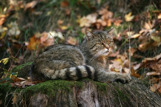 Wildcat (Felis silvestris) resting on the stump of a tree