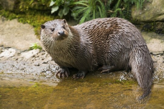 European otter (Lutra lutra) sits on the shore, captive, Germany