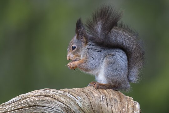 Squirrel (Sciurus) sitting on an old pine tree, eating a nut, Hamra National Park, J&auml;mtland, Sweden