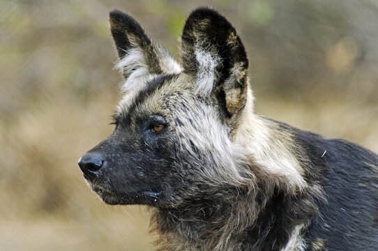 African Wild Dog (Lycaon pictus), portrait, South Africa