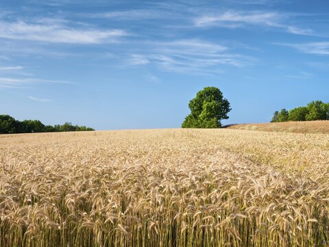 Summer landscape with barley field under blue sky with clouds, Bad Staffelstein, Bavaria, Germany
