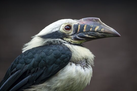 Visaya Tarictic Hornbill (Penelopides panini) Animal portrait, Germany