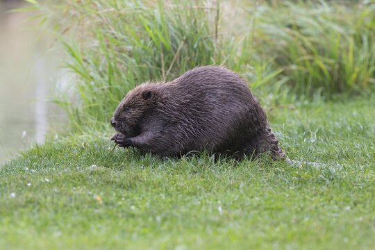 Eurasian Beaver (Castor fiber) feeding on a willow branch, Tyrol, Austria