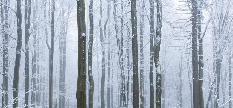 Forest in winter with snow and hoarfrost, Gro&szlig;er Waldstein, Fichtelgebirge, Upper Franconia, Franconia, Bavaria, Germany