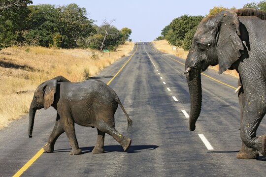 Elephants (Loxodonta africana) crossing road, Botswana