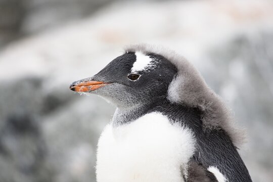 Young Gentoo Penguin (Pygoscelis papua), moulting, portrait, Antarctic Peninsula, Antarctica